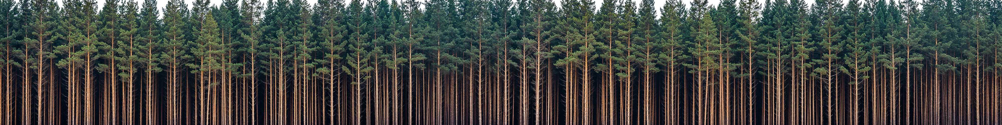 forest_line